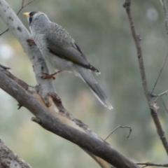 Manorina melanocephala at Jerrabomberra, NSW - 14 May 2022