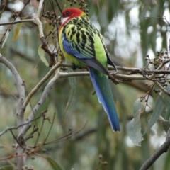 Platycercus eximius at Jerrabomberra, NSW - 14 May 2022