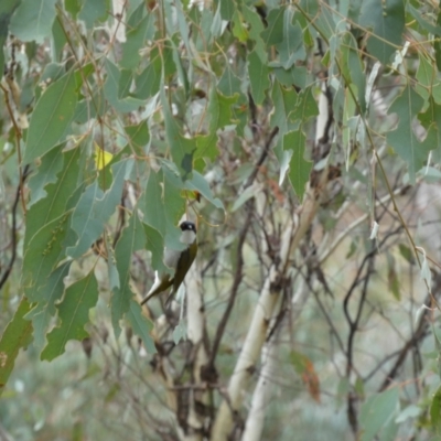 Melithreptus lunatus (White-naped Honeyeater) at Jerrabomberra, NSW - 14 May 2022 by Steve_Bok