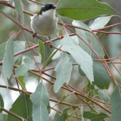 Melithreptus lunatus at Jerrabomberra, NSW - 14 May 2022 12:25 PM