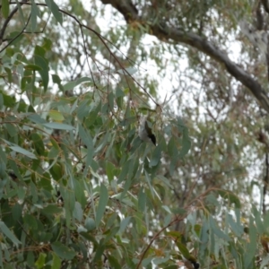 Melithreptus lunatus at Jerrabomberra, NSW - 14 May 2022 12:25 PM