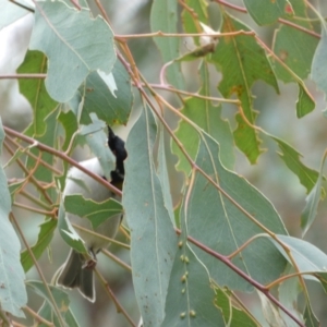 Melithreptus lunatus at Jerrabomberra, NSW - 14 May 2022 12:25 PM