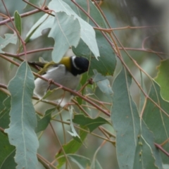 Melithreptus lunatus at Jerrabomberra, NSW - 14 May 2022 12:25 PM