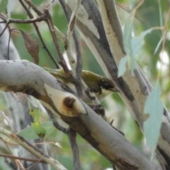 Melithreptus lunatus (White-naped Honeyeater) at Jerrabomberra, NSW - 14 May 2022 by Steve_Bok