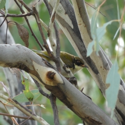 Melithreptus lunatus (White-naped Honeyeater) at Jerrabomberra, NSW - 14 May 2022 by Steve_Bok