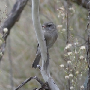 Pachycephala pectoralis at Jerrabomberra, NSW - 14 May 2022