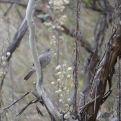 Pachycephala pectoralis at Jerrabomberra, NSW - 14 May 2022