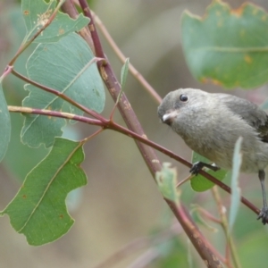 Pachycephala pectoralis at Jerrabomberra, NSW - 14 May 2022