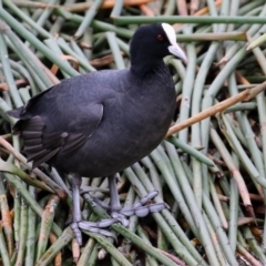 Fulica atra (Eurasian Coot) at Isabella Pond - 14 May 2022 by RodDeb