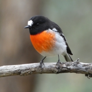 Petroica boodang at Jerrabomberra, NSW - 14 May 2022 12:37 PM