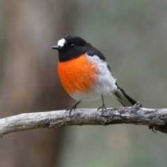 Petroica boodang at Jerrabomberra, NSW - 14 May 2022 12:37 PM