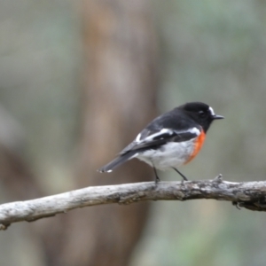 Petroica boodang at Jerrabomberra, NSW - 14 May 2022 12:37 PM