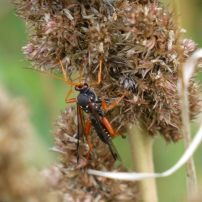 Echthromorpha intricatoria (Cream-spotted Ichneumon) at Jerrabomberra, NSW - 14 May 2022 by Steve_Bok