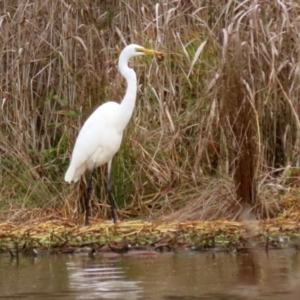 Ardea alba at Isabella Plains, ACT - 14 May 2022