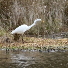 Ardea alba at Isabella Plains, ACT - 14 May 2022