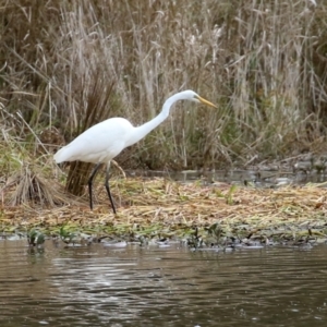 Ardea alba at Isabella Plains, ACT - 14 May 2022