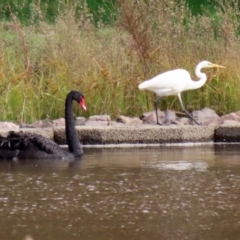 Ardea alba at Isabella Plains, ACT - 14 May 2022