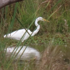 Ardea alba at Isabella Plains, ACT - 14 May 2022