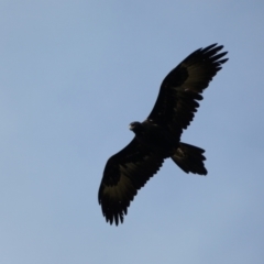 Aquila audax (Wedge-tailed Eagle) at Jerrabomberra, NSW - 14 May 2022 by SteveBorkowskis