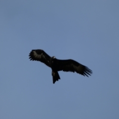 Aquila audax at Jerrabomberra, NSW - 14 May 2022 02:15 PM