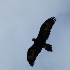 Aquila audax at Jerrabomberra, NSW - 14 May 2022 02:15 PM