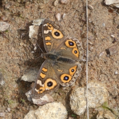 Junonia villida (Meadow Argus) at Jerrabomberra, NSW - 14 May 2022 by Steve_Bok