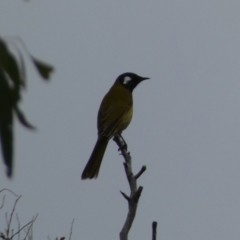 Nesoptilotis leucotis (White-eared Honeyeater) at Jerrabomberra, NSW - 14 May 2022 by SteveBorkowskis