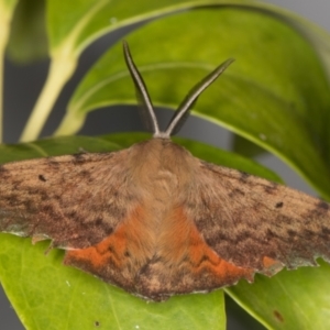 Chenuala heliaspis at Melba, ACT - 12 May 2022