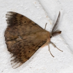 Chenuala heliaspis at Melba, ACT - 12 May 2022