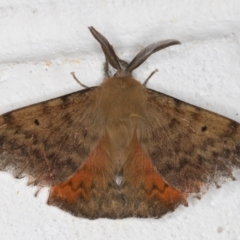 Chenuala heliaspis at Melba, ACT - 12 May 2022