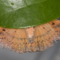 Chenuala heliaspis at Melba, ACT - 12 May 2022 12:08 AM