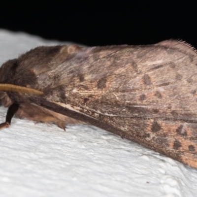 Oxycanus silvanus (Pale Oxycanus) at Melba, ACT - 12 May 2022 by kasiaaus