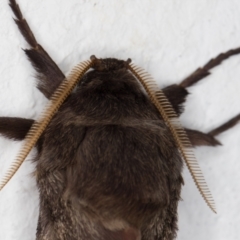 Oxycanus silvanus at Melba, ACT - 13 May 2022 01:04 AM