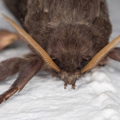 Oxycanus silvanus at Melba, ACT - 13 May 2022