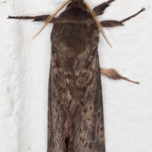 Oxycanus silvanus at Melba, ACT - 13 May 2022 01:04 AM