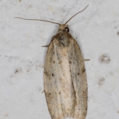 Tortricinae (subfamily) (A tortrix moth) at Melba, ACT - 12 May 2022 by kasiaaus