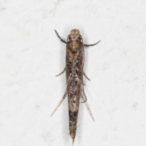 Zelleria cynetica at Melba, ACT - 13 May 2022 01:07 AM