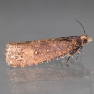 Cryptaspasma sordida at Melba, ACT - 13 May 2022 01:10 AM