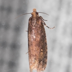 Cryptaspasma sordida at Melba, ACT - 13 May 2022 01:10 AM