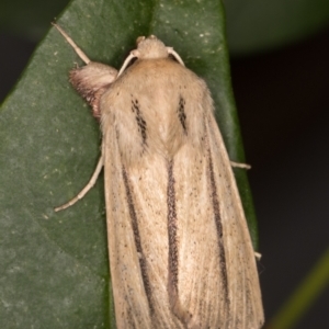 Leucania diatrecta at Melba, ACT - 14 May 2022