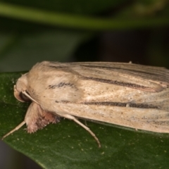 Leucania diatrecta at Melba, ACT - 14 May 2022