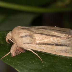 Leucania diatrecta at Melba, ACT - 14 May 2022