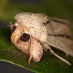 Leucania diatrecta at Melba, ACT - 14 May 2022