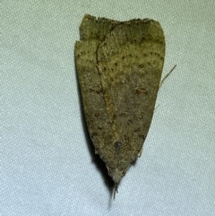 Rhapsa suscitatalis (Wedged Rhapsa) at Jerrabomberra, NSW - 14 May 2022 by SteveBorkowskis