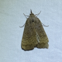 Rhapsa suscitatalis at Jerrabomberra, NSW - 14 May 2022