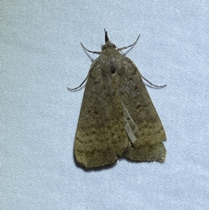 Rhapsa suscitatalis at Jerrabomberra, NSW - 14 May 2022