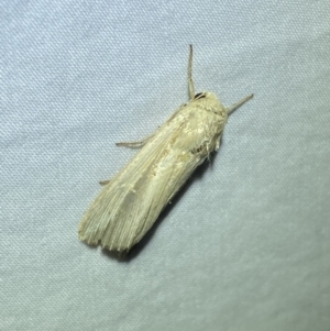 Leucania stenographa at Jerrabomberra, NSW - 14 May 2022