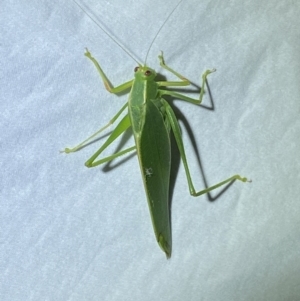 Caedicia simplex at Jerrabomberra, NSW - 14 May 2022