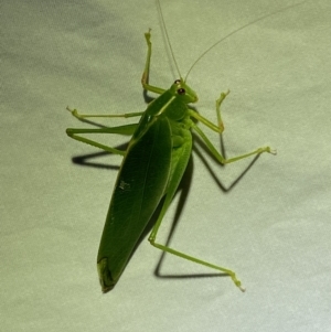 Caedicia simplex at Jerrabomberra, NSW - 14 May 2022