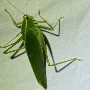 Caedicia simplex at Jerrabomberra, NSW - suppressed